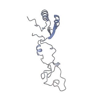 13892_7qca_LEE_v1-2
Spraguea lophii ribosome
