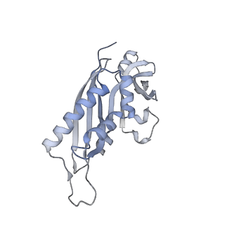 13892_7qca_SB0_v1-2
Spraguea lophii ribosome