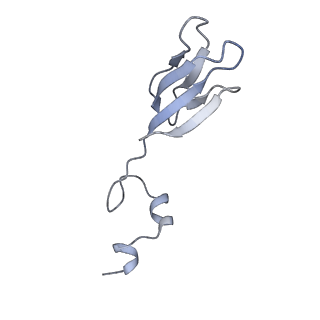 13892_7qca_SBB_v1-2
Spraguea lophii ribosome