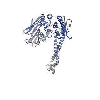13934_7qen_A_v1-0
S.c. Condensin core in DNA- and ATP-bound state