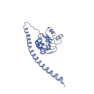 13936_7qep_L7_v1-0
Cryo-EM structure of the ribosome from Encephalitozoon cuniculi