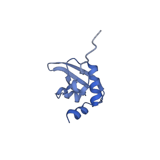 13936_7qep_N5_v1-0
Cryo-EM structure of the ribosome from Encephalitozoon cuniculi