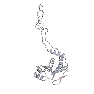 13952_7qg8_R_v1-1
Structure of the collided E. coli disome - VemP-stalled 70S ribosome