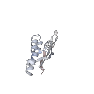 13952_7qg8_f_v1-1
Structure of the collided E. coli disome - VemP-stalled 70S ribosome