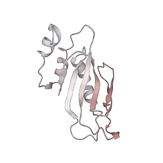 13955_7qgh_C_v1-2
Structure of the E. coli disome - collided 70S ribosome