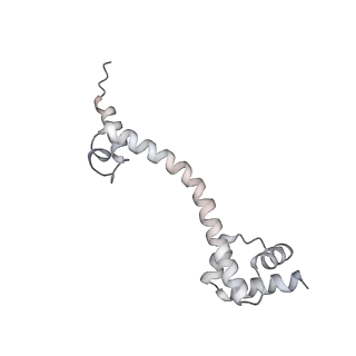 13955_7qgh_d_v1-2
Structure of the E. coli disome - collided 70S ribosome