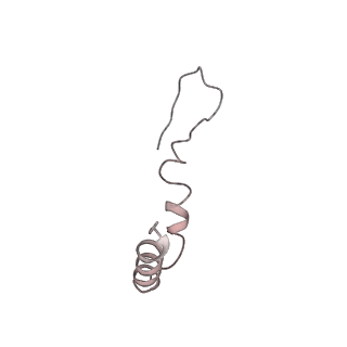 13955_7qgh_s_v1-2
Structure of the E. coli disome - collided 70S ribosome