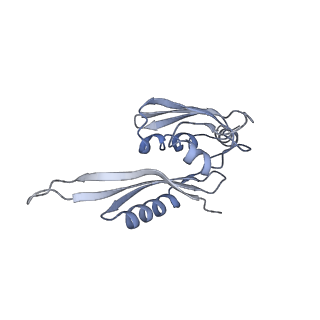 13956_7qgn_4_v1-0
Structure of the SmrB-bound E. coli disome - stalled 70S ribosome
