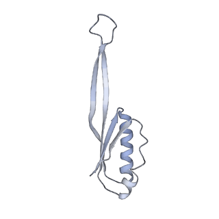 13956_7qgn_9_v1-0
Structure of the SmrB-bound E. coli disome - stalled 70S ribosome