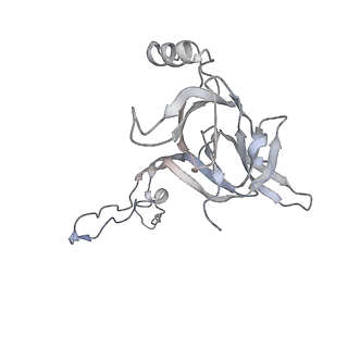 13956_7qgn_Q_v1-0
Structure of the SmrB-bound E. coli disome - stalled 70S ribosome
