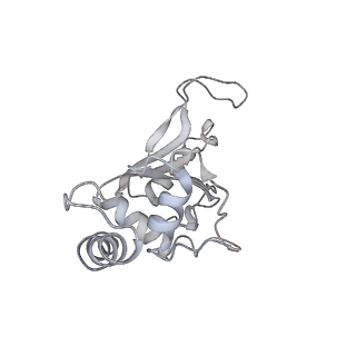 13956_7qgn_S_v1-0
Structure of the SmrB-bound E. coli disome - stalled 70S ribosome