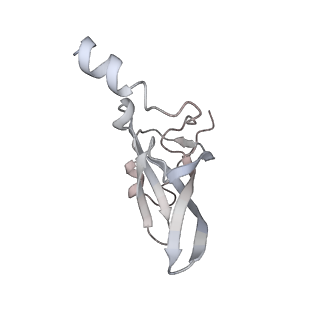 13956_7qgn_c_v1-0
Structure of the SmrB-bound E. coli disome - stalled 70S ribosome