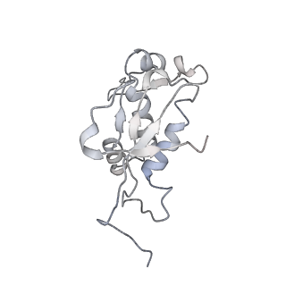 13959_7qgu_J_v1-2
Structure of the B. subtilis disome - stalled 70S ribosome
