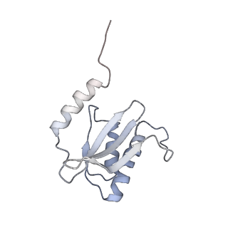 13959_7qgu_O_v1-2
Structure of the B. subtilis disome - stalled 70S ribosome