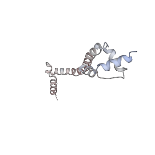 13959_7qgu_Q_v1-2
Structure of the B. subtilis disome - stalled 70S ribosome