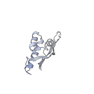 13959_7qgu_S_v1-2
Structure of the B. subtilis disome - stalled 70S ribosome