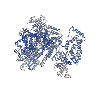 18391_8qgu_A_v1-0
Apo Hantaan virus polymerase in dimeric state