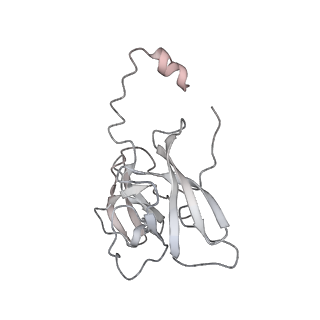13965_7qh6_D_v1-0
Cryo-EM structure of the human mtLSU assembly intermediate upon MRM2 depletion - class 1