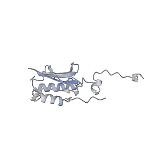 13965_7qh6_P_v1-0
Cryo-EM structure of the human mtLSU assembly intermediate upon MRM2 depletion - class 1
