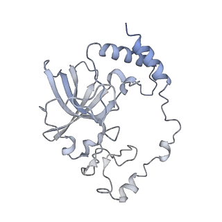 13965_7qh6_Q_v1-0
Cryo-EM structure of the human mtLSU assembly intermediate upon MRM2 depletion - class 1