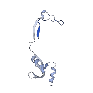13967_7qh7_H_v1-0
Cryo-EM structure of the human mtLSU assembly intermediate upon MRM2 depletion - class 4