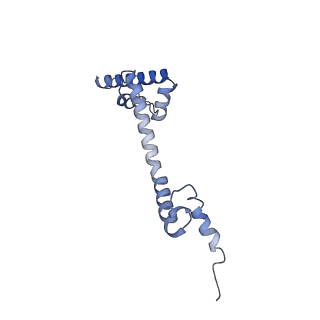 13967_7qh7_R_v1-0
Cryo-EM structure of the human mtLSU assembly intermediate upon MRM2 depletion - class 4
