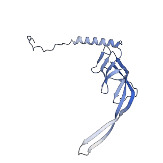 13967_7qh7_S_v1-0
Cryo-EM structure of the human mtLSU assembly intermediate upon MRM2 depletion - class 4