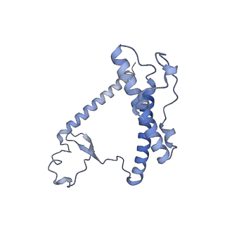 13967_7qh7_Y_v1-0
Cryo-EM structure of the human mtLSU assembly intermediate upon MRM2 depletion - class 4
