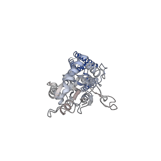 13972_7qhh_D_v1-0
Desensitized state of GluA1/2 AMPA receptor in complex with TARP-gamma 8 (TMD-LBD)