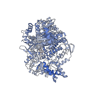 18397_8qh3_A_v1-0
5'vRNA-bound Hantaan virus polymerase in monomeric active state