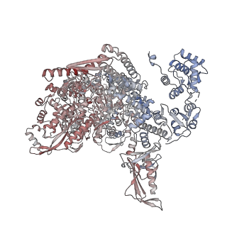 18408_8qhd_D_v1-0
Hantaan virus polymerase in hexameric state