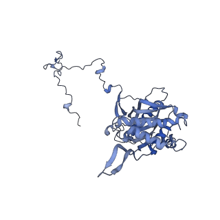 13981_7qi5_5_v1-2
Human mitochondrial ribosome in complex with mRNA, A/A-, P/P- and E/E-tRNAs at 2.63 A resolution
