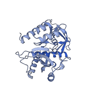 13981_7qi5_7_v1-2
Human mitochondrial ribosome in complex with mRNA, A/A-, P/P- and E/E-tRNAs at 2.63 A resolution