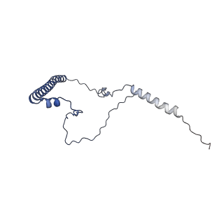 13981_7qi5_8_v2-1
Human mitochondrial ribosome in complex with mRNA, A/A-, P/P- and E/E-tRNAs at 2.63 A resolution