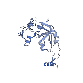 13981_7qi5_A0_v1-2
Human mitochondrial ribosome in complex with mRNA, A/A-, P/P- and E/E-tRNAs at 2.63 A resolution