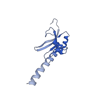 13981_7qi5_AM_v1-2
Human mitochondrial ribosome in complex with mRNA, A/A-, P/P- and E/E-tRNAs at 2.63 A resolution