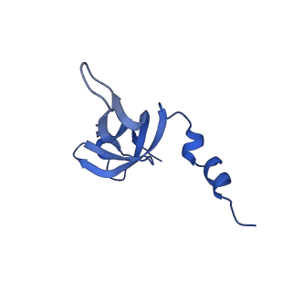 13981_7qi5_AW_v1-2
Human mitochondrial ribosome in complex with mRNA, A/A-, P/P- and E/E-tRNAs at 2.63 A resolution
