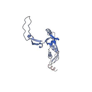 13981_7qi5_H_v1-2
Human mitochondrial ribosome in complex with mRNA, A/A-, P/P- and E/E-tRNAs at 2.63 A resolution