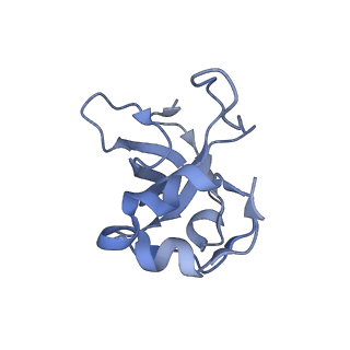 13981_7qi5_L_v1-2
Human mitochondrial ribosome in complex with mRNA, A/A-, P/P- and E/E-tRNAs at 2.63 A resolution