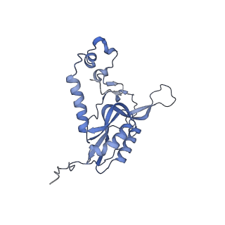 13981_7qi5_N_v1-2
Human mitochondrial ribosome in complex with mRNA, A/A-, P/P- and E/E-tRNAs at 2.63 A resolution
