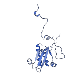 13981_7qi5_P_v1-2
Human mitochondrial ribosome in complex with mRNA, A/A-, P/P- and E/E-tRNAs at 2.63 A resolution
