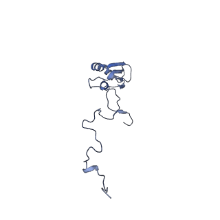 13981_7qi5_b_v1-2
Human mitochondrial ribosome in complex with mRNA, A/A-, P/P- and E/E-tRNAs at 2.63 A resolution