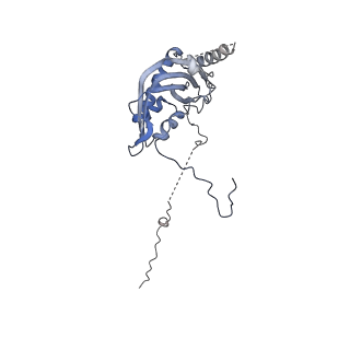 13981_7qi5_d_v1-2
Human mitochondrial ribosome in complex with mRNA, A/A-, P/P- and E/E-tRNAs at 2.63 A resolution