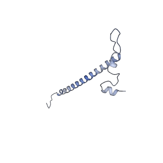 13981_7qi5_j_v1-2
Human mitochondrial ribosome in complex with mRNA, A/A-, P/P- and E/E-tRNAs at 2.63 A resolution