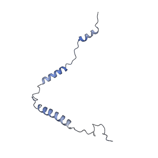 13981_7qi5_o_v2-1
Human mitochondrial ribosome in complex with mRNA, A/A-, P/P- and E/E-tRNAs at 2.63 A resolution