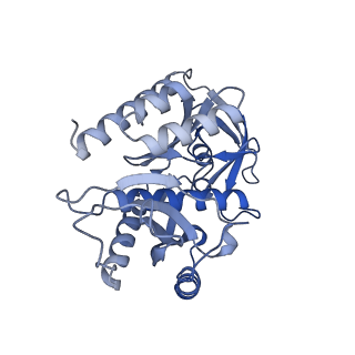 13982_7qi6_7_v1-1
Human mitochondrial ribosome in complex with mRNA, A/P- and P/E-tRNAs at 2.98 A resolution