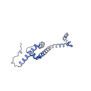13982_7qi6_R_v1-1
Human mitochondrial ribosome in complex with mRNA, A/P- and P/E-tRNAs at 2.98 A resolution