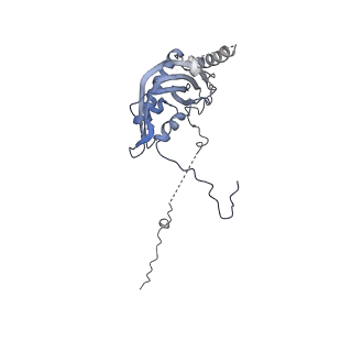 13982_7qi6_d_v1-1
Human mitochondrial ribosome in complex with mRNA, A/P- and P/E-tRNAs at 2.98 A resolution