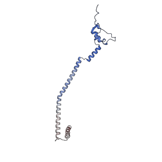 13982_7qi6_q_v1-1
Human mitochondrial ribosome in complex with mRNA, A/P- and P/E-tRNAs at 2.98 A resolution