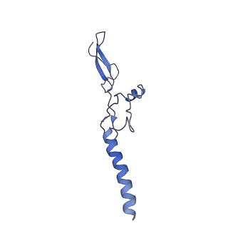 4560_6qik_g_v1-1
Cryo-EM structures of Lsg1-TAP pre-60S ribosomal particles